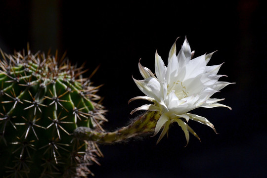 仙人球花