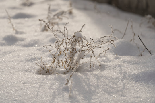 雪景