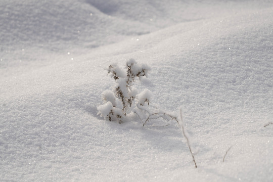 雪景