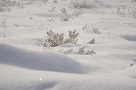 雪景