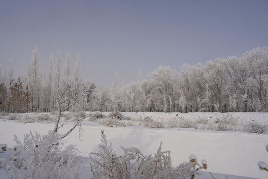 雪景