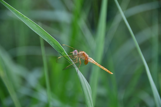 蜻蜓