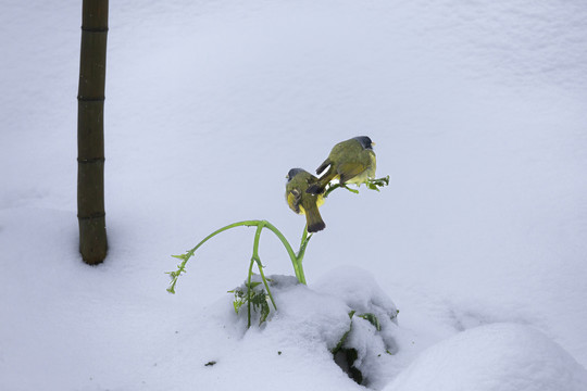 绿鹦嘴鹎雪地栖息