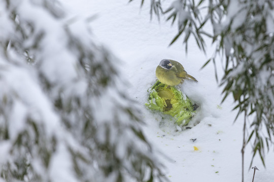 绿鹦嘴鹎雪地觅食