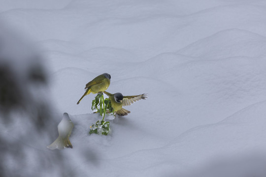 绿鹦嘴鹎雪地栖息