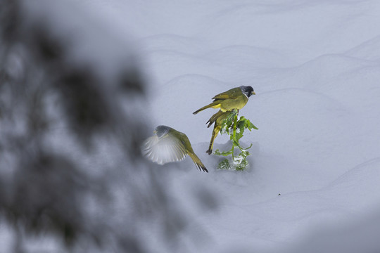 绿鹦嘴鹎雪地栖息