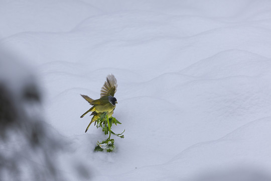 绿鹦嘴鹎雪地栖息