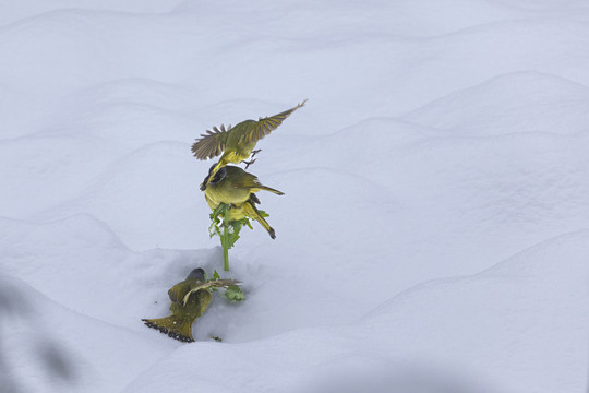 绿鹦嘴鹎雪地栖息