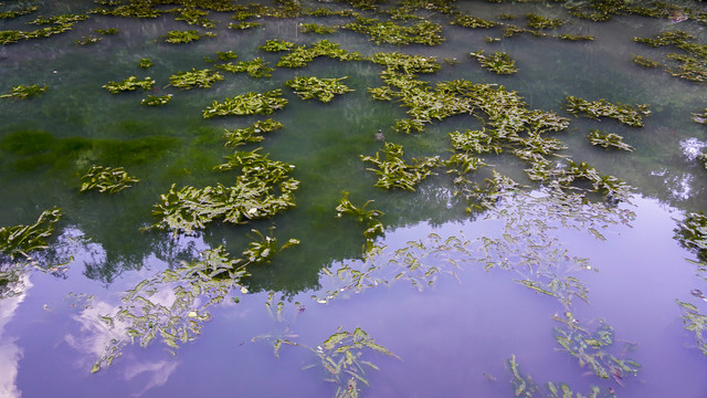 水草