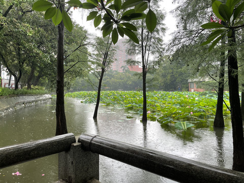 公园荷花池水杉