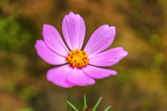 波斯菊特写