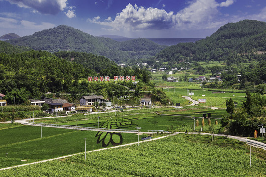 射洪牛心村酒粮基地