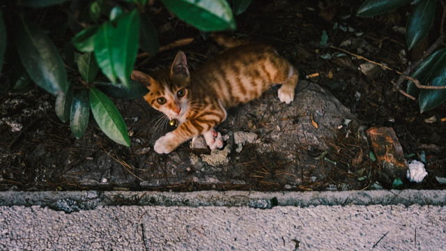 模糊的橘猫