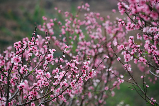 桃花