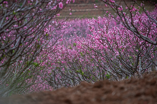 桃花桃林