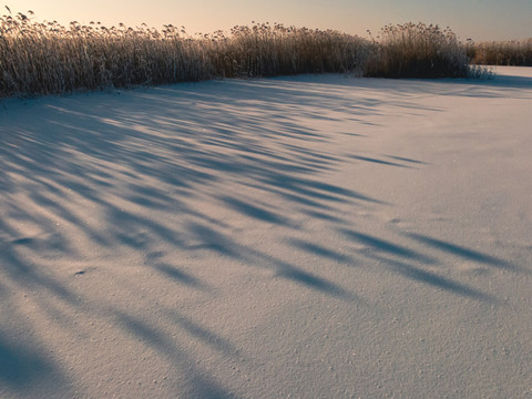 雪地光影芦苇荡