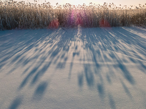 雪地湿地芦苇荡