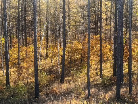 秋季阳光森林