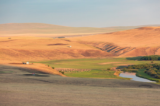 河流草原清晨牧场羊群