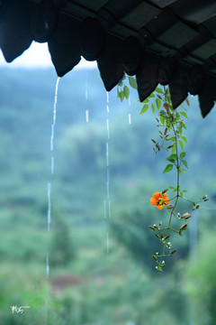 屋檐滴水