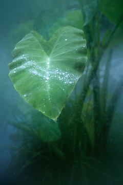 雨中荷