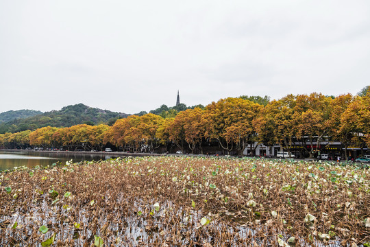 杭州北山街秋色