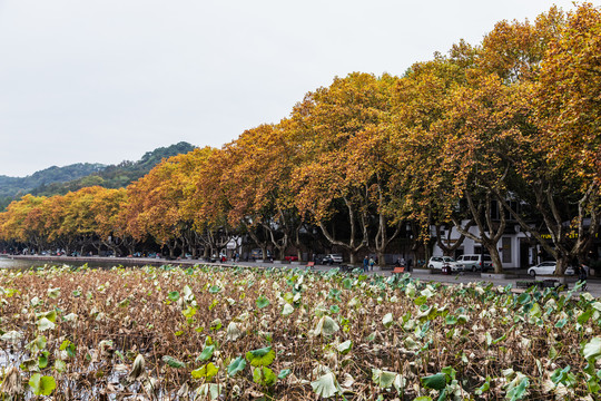 杭州北山街秋色