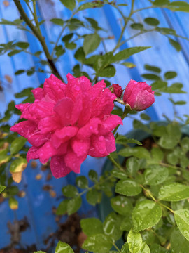 雨中的月季花花苞