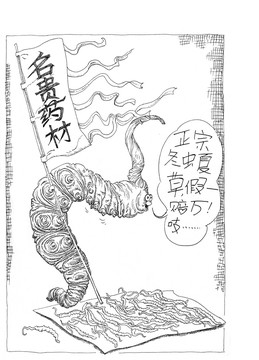 正宗冬蟲