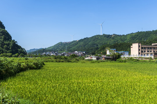 稻田乡村山顶风机