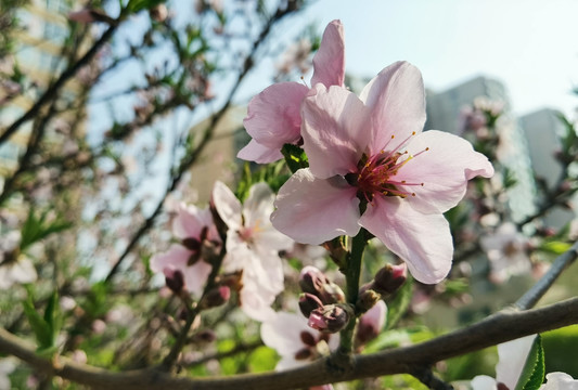 桃花