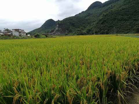 水稻田