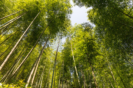 背景素材竹园竹林竹杆