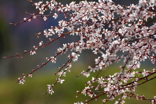 山桃花