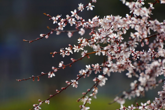 山桃花