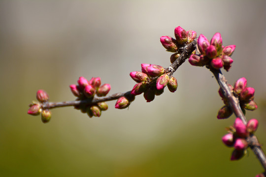 榆叶梅花蕾