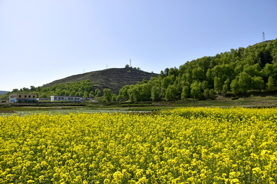 乡村油菜花