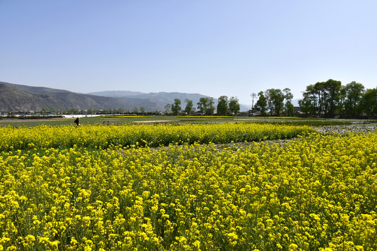 乡村油菜花