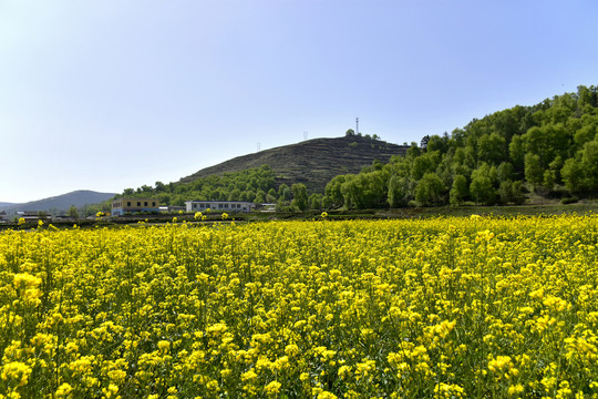 乡村油菜花