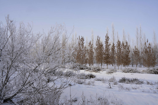 雪景