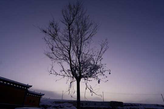 雪景