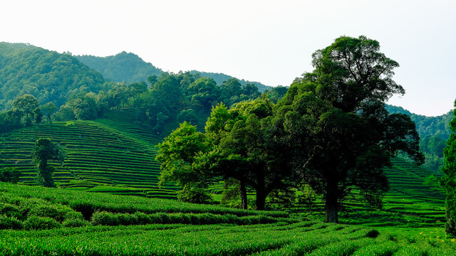 梅家坞茶树