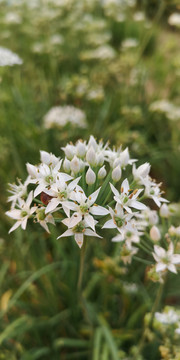 农村白色韭菜花细节