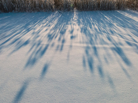 雪地光影芦苇