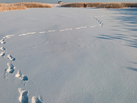 湿地雪地脚印摄影人