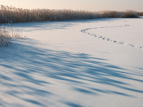 湿地冬季雪原芦苇