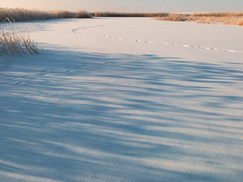 湿地冬季雪地脚印