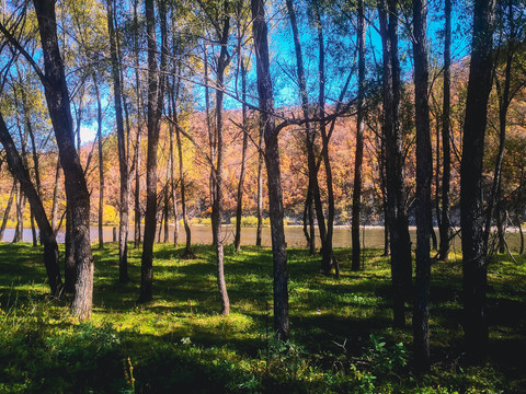 阳光秋季树林草地