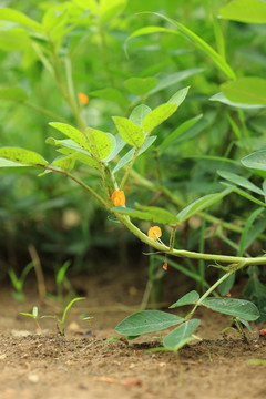 生长的花生