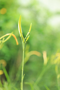 儿童植物科普生长的黄花菜